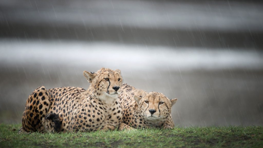 tanzania safari migration birthing season