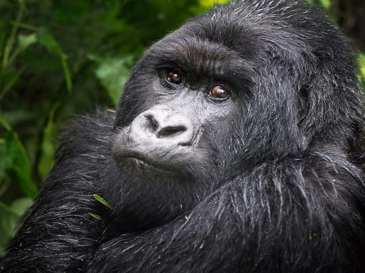 gorilla trekking rwanda african safari