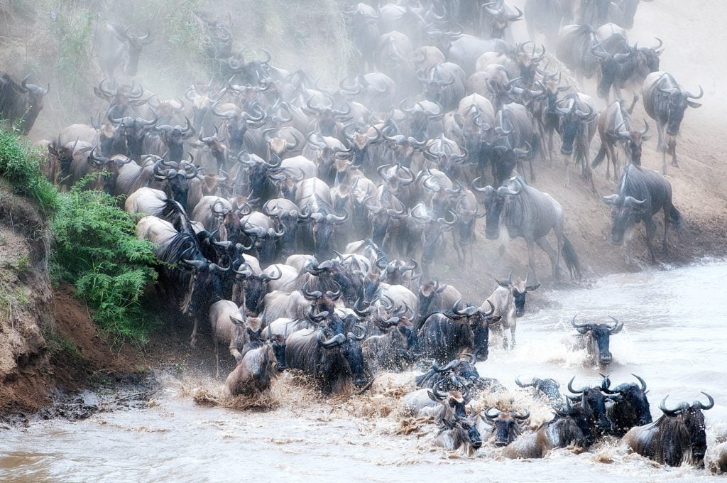 masai mara river crossing kenya safari