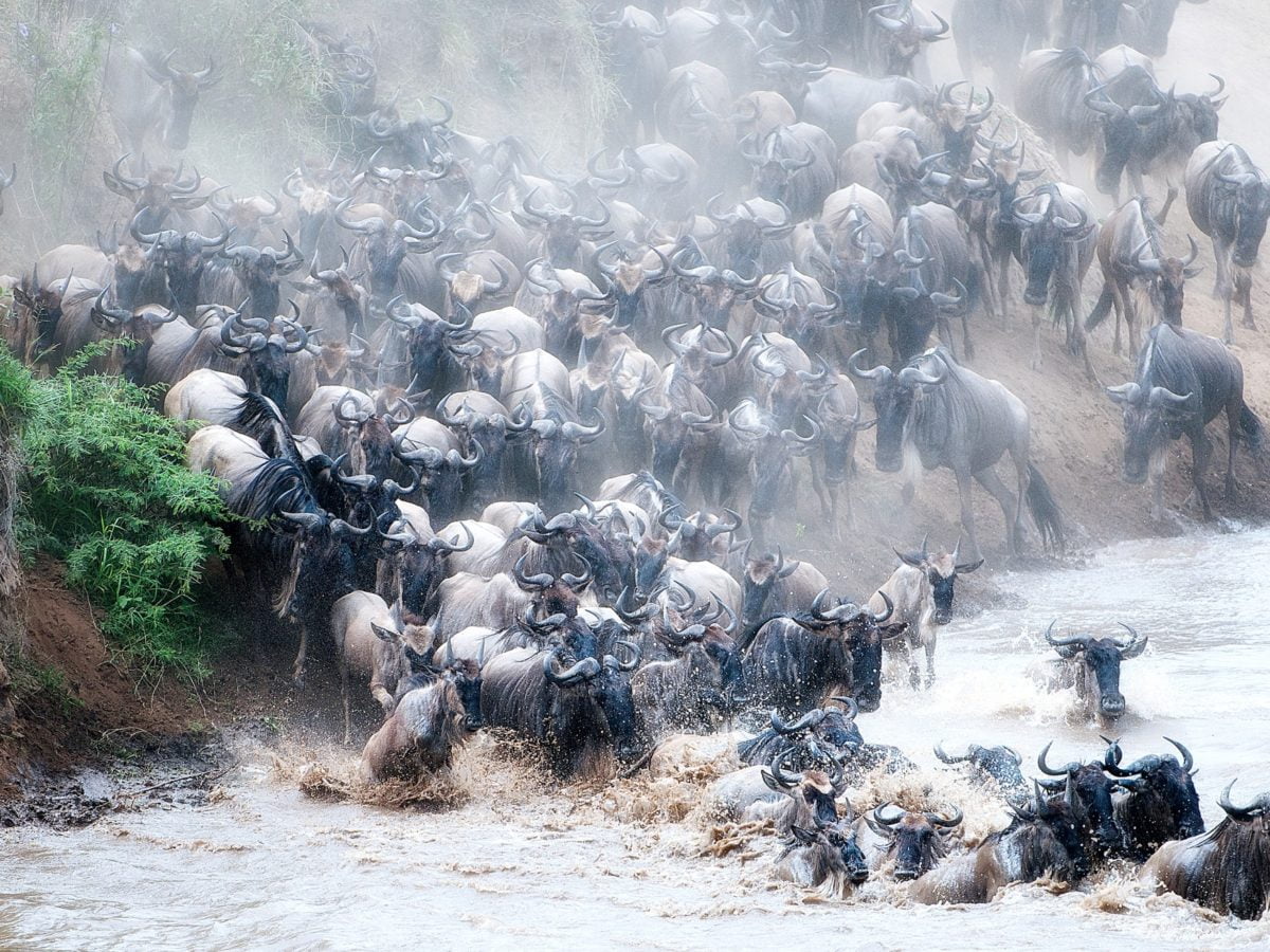 masai mara river crossing kenya safari