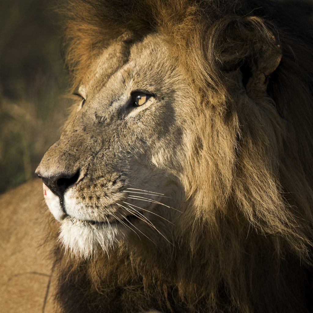 african safari lions