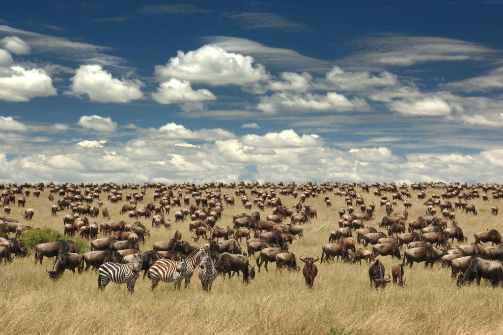 kenya safari masai mara great migration