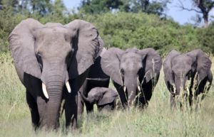 african safari travel agent