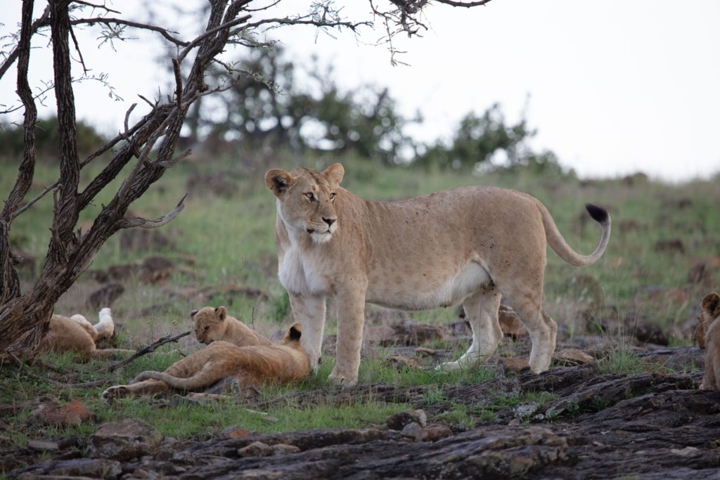 african safari company