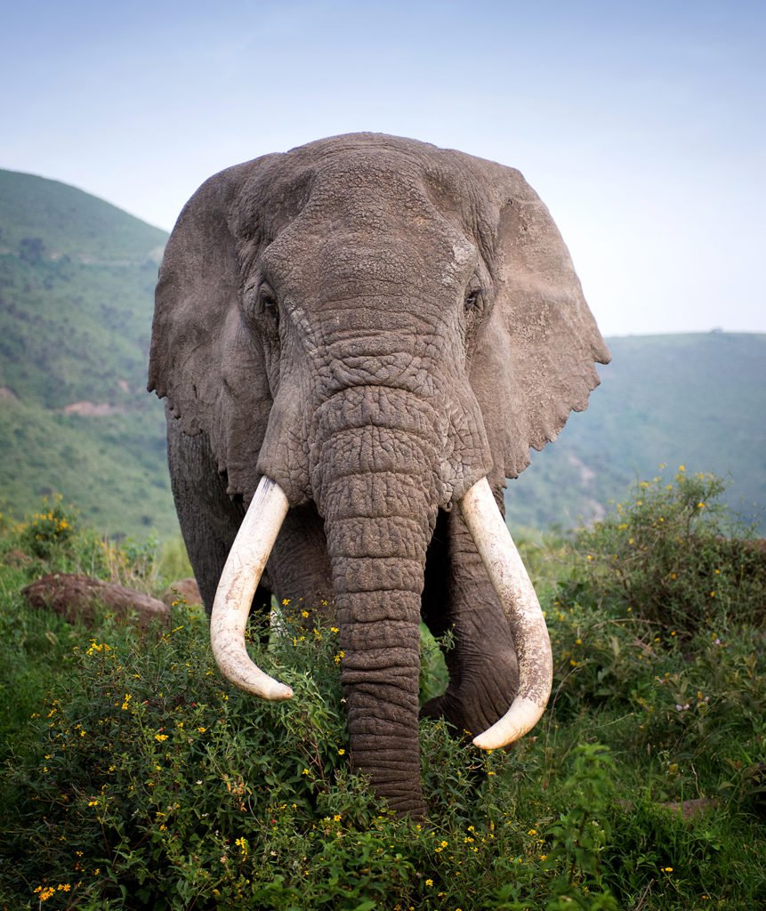 african safari elephant