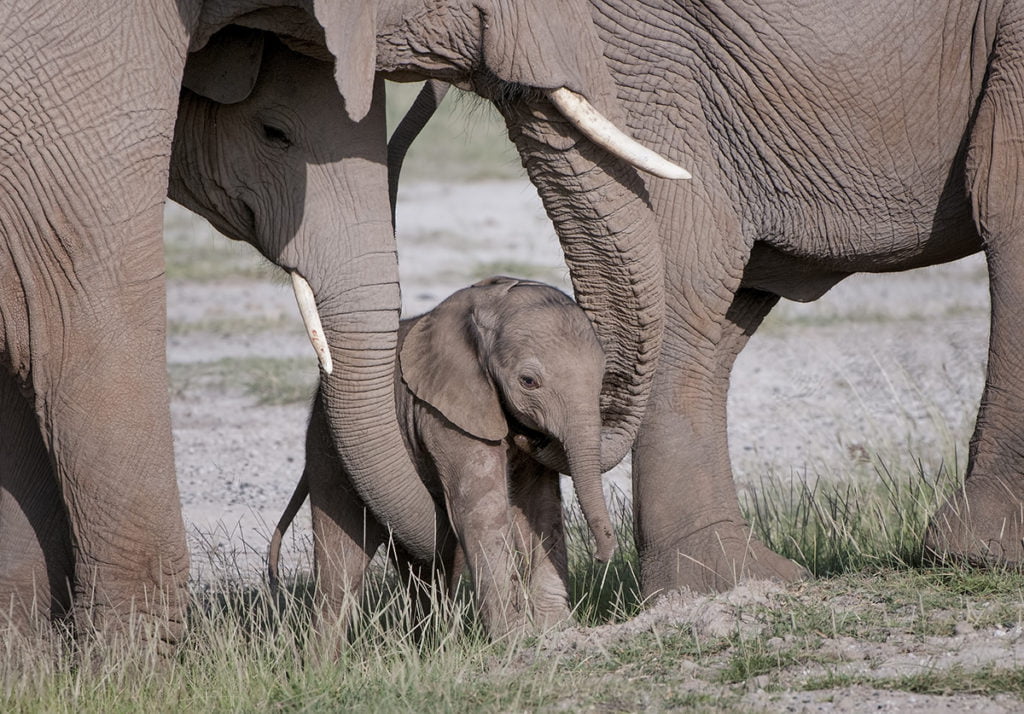 african safari company