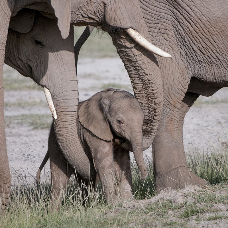 african safari company