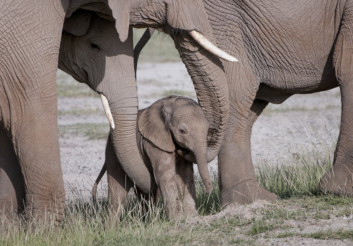 african safari company