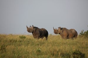 african safari travel agent