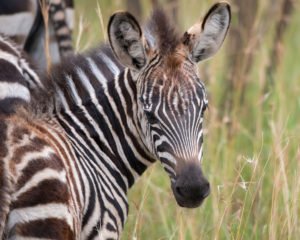 rwanda safari migration season