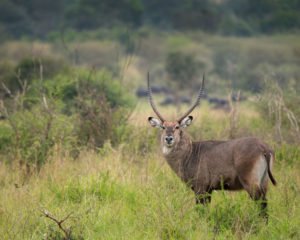 rwanda safari migration season