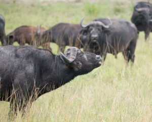 rwanda safari migration season