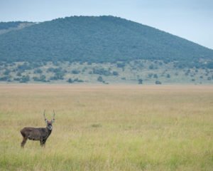 rwanda safari migration season