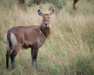 rwanda safari migration season
