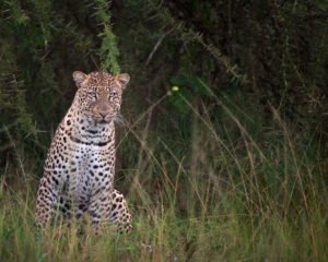 rwanda safari migration season