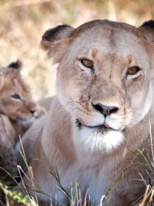 kenya safari lions