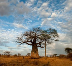 african safari tour company