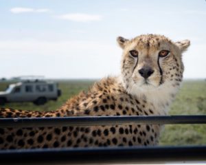 african safari travel agent
