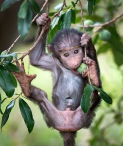 african safari travel agent