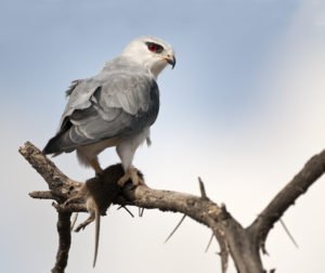 african safari travel agent