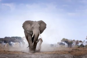 african safari travel agent