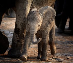 african safari travel agent
