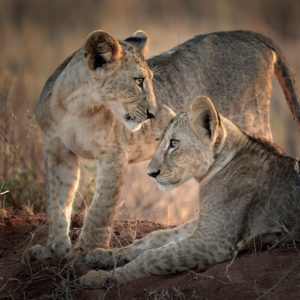 african safari travel agent