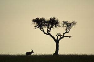 african safari travel agent