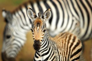 african safari travel agent